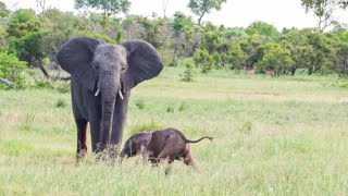 Desperate  Mother Elephant Tries to Get Newborn to Stand