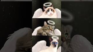 The three ANGELs of the cat world (even vet agrees)