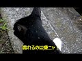 鳥と会話する猫