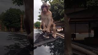 Funny monkey in shy mode  #monkey #140 #funny