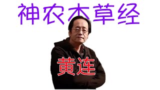 倪海厦《神农本草经》细分版： 055黄连