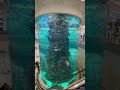 Worlds biggest airport aquarium Jeddah