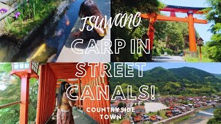 Tsuwano | Carp swimming in street canals!