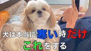 犬は本当に寒い時だけこの行動をします【冬の犬の仕草＆行動について】