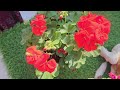 all about care of geranium beautiful winter flowering plant fun gardening