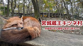 超過100隻狐狸繞着腳邊走！日本東北景點 宮城藏王狐狸村