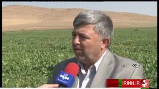 Iran Mahabad county, Sugar beet harvest برداشت چغندرقند شهرستان مهاباد ايران