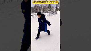 【真冬の旭山動物園】⑨1年ぶりに真冬の旭山動物園に来たよ〜🐹 大盛況の冬季イベント🤩 北海道旭川市✨  #ninjya #shorts #旭川市 #旭山動物園 #トレーシー #スティーブ