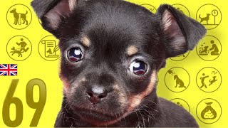 #69 Toy Manchester Terrier ❤️ TOP 100 Cute Dog Breeds Video