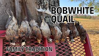 WILD Bobwhite Quail Hunt in Arkansas: Southern Tradition