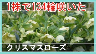 【一株で134輪咲いたクリスマスローズ】地植えのクリスマスローズ満開の時と今｜冬に楽しみなクリスマスローズ６品種の様子｜ガーデニング｜