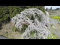 二人で行くシリーズ　～　二本松市岩代「合戦場のしだれ桜」特別編