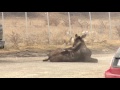 moose tranquilized in calgary