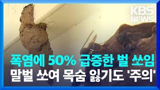 폭염에 벌 쏘임 급증…추석 벌초 가기 전 알아둬야 할 것들 / KBS  2024.08.30.