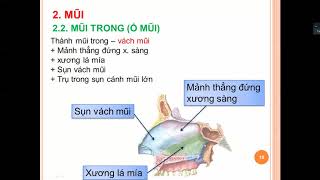 Hệ hô hấp (Mũi - hầu)