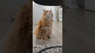 He generously is letting the next cat in line have it today 😅 #cat #catvideos #animals #funnycats