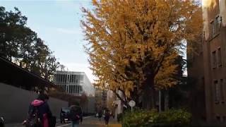 東京大学　本郷キャンパス　イチョウの紅葉　2019.12.18