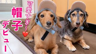 【ダックスフンド】お揃い夏コーデ☆愛犬たちの帽子デビュー☆☆☆