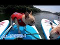 【愛犬と楽しむ夏休み】ドッグsupをしに那須へ行ってきたよ！フレンチブルドッグのルーク【luke vlog 134】