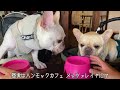 【愛犬と楽しむ夏休み】ドッグsupをしに那須へ行ってきたよ！フレンチブルドッグのルーク【luke vlog 134】