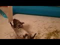 degu lola chasing toilet paper