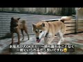 【1人と2匹旅】柴犬2匹と初めての旅行に行ったら楽しすぎた！【飛騨高山・1日目】