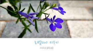 코발트색이 예쁜 로벨리아 가지치기부터 삽목, 파종까지 한번에 보기  #로벨리아키우기 #로벨리아삽목 #가드닝