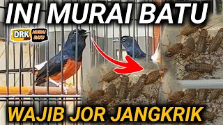 FULL INI DIA MURAI BATU JOR EF CARA MERAWAT MURAI BATU INI FULL KRODONG JOR EF