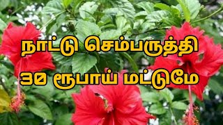 வீட்டில் ஈசியாக வளர்க்க கூடிய நாட்டு செம்பருத்தி 30 ரூபாய்க்கு உங்களுக்காக  #msvgarden