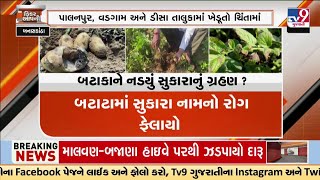 બનાસકાંઠા: બટાકામાં સુકારા નામના રોગના કારણે ખેડૂતો ચિંતામાં, પાક નિષ્ફળ જવાની ભીતિ | TV9Gujarati