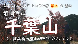 静岡百山【 千葉山 】登山者、ハイキング、トレラン、は入山禁止の霊山 と どうだんつつじの紅葉【ソロ登山】静岡県島田市