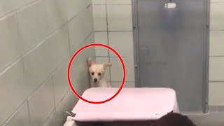 我が子と引き離されて落ち込む母犬。心を閉ざした犬に子犬たちと再会させると大喜びで子犬と触れ合う【犬の感動する話】【動物】