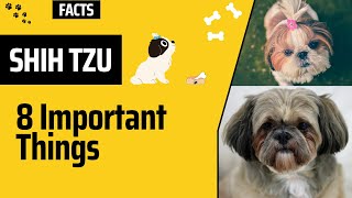 Shih Tzu: 8 Facts You Have to Know