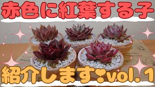 No.187【多肉植物】我が家の赤色多肉紹介していきます❣vol.１