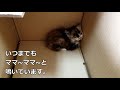 【保護猫】排水溝に落ちた子猫を保護しました protection cat we protected kitten which fell in drainage