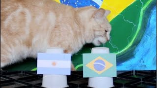 Argentina Vs Brazil - Animals Copa América 2021 Final Prediction