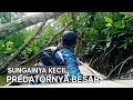 MANCING DI SUNGAI SEMPIT DAN BANYAK AKAR, BARU MASUK SUDAH DISAMBAR‼️ #mancing #viralfishing