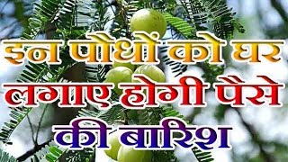 घर में कौन सा पेड़ लगाना है शुभ, कौन सा अशुभ ?