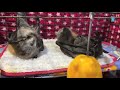 In Mandi's aviary:  Teddy, Gelert & 2 mangos;  what could possibly go wrong?