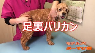 【解説】足裏バリカンをやってみよう