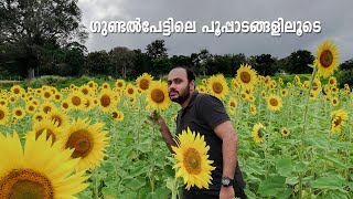 GUNDLUPET I MARIGOLD AND SUNFLOWERS I MALAYALAM TRAVEL VLOG I SHABEER