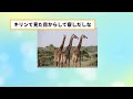 【2ch動物スレ】よく考えると変な動物、キリンさんの驚愕の生態がこちらwww