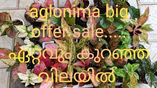 aglonima big offer sale sale ...... watzu 7558048112