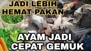 cara mudah meningkatkan nafsu makan  ayam