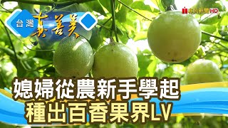 甜在心底“黃金百香果”｜人氣百香果｜【台灣真善美】2024.11.10