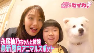 【やってセイカ！見逃し配信】井上清華アナ＆“天才子役”永尾柚乃ちゃんが「屋内アニマル新スポット」を体験