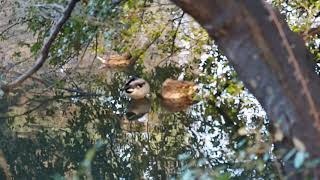 新宿御苑で野鳥観察　2020.1.8  Bird observation at Shinjuku Gyoen