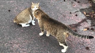 尻尾ブンブン楽しそうな白キジ猫ちゃん【公園野良猫の暮らし】Cute cat videos