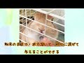 【うさぎ】お薬の飲ませ方（～粉薬編～）