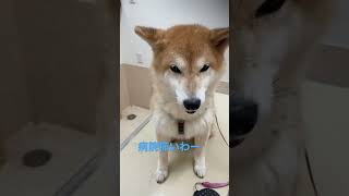 病院で震える犬の動画